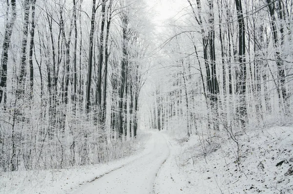 Donmuş Ağaçlarda Karlı Yol Kış Orman Manzarası — Stok fotoğraf