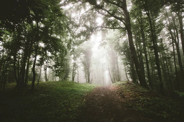 Sentier Forestier Dans Paysage Avec Arbres Brouillard — Photo