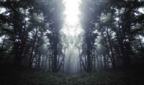 Dunkler Mysteriöser Surrealer Waldhintergrund — Stockfoto