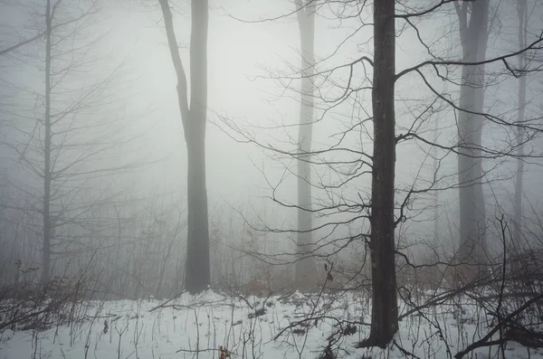 Inverno Floresta Fundo Com Árvores Nevoeiro — Fotografia de Stock