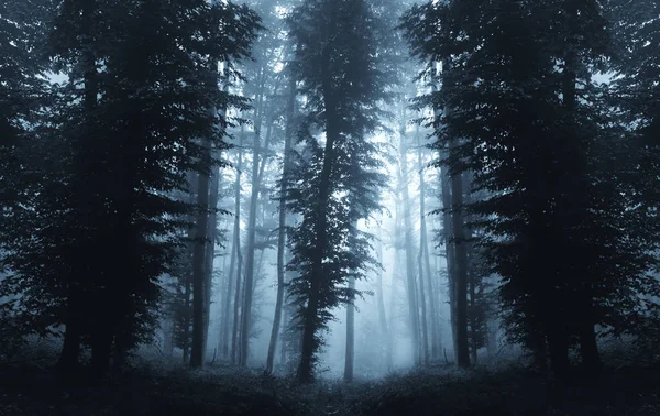 Arbres Dans Brouillard Dans Les Bois Sombres Paysage — Photo