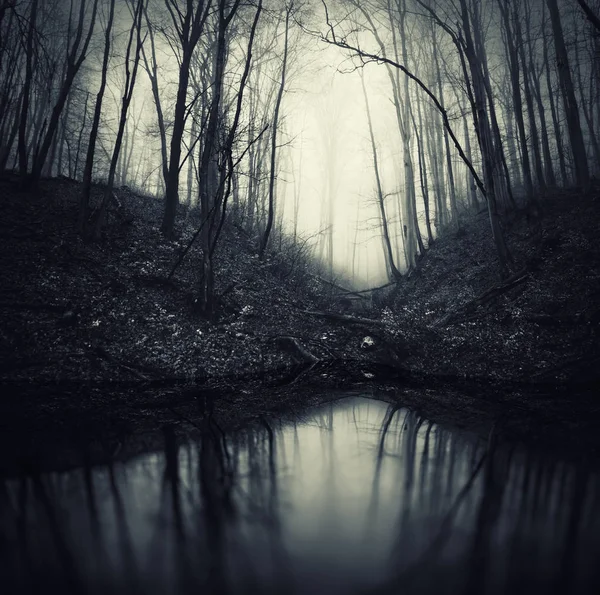 Темная Страшная Атмосфера Хэллоуина Лесной Пейзаж — стоковое фото