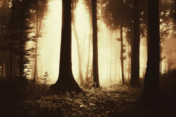 Träd Siluetter Fantasy Skog Höst Solnedgången Ljus — Stockfoto