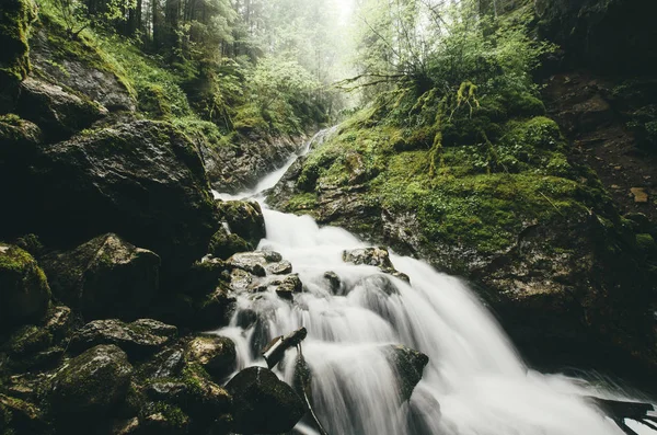 Torrente Foresta Con Vegetazione Lussureggiante Paesaggio Selvaggio — Foto Stock