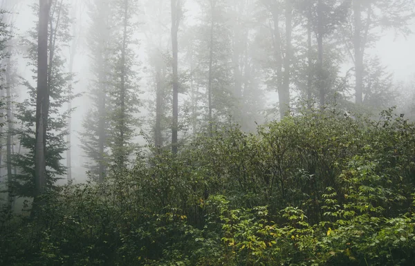 Vegetación Exuberante Bosque Brumoso Con Plantas Suelo Follaje Verde — Foto de Stock