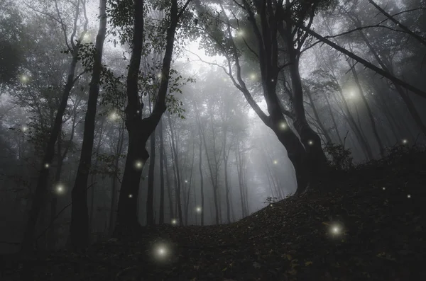 dramatic forest landscape with trees in fog and magical sparkles
