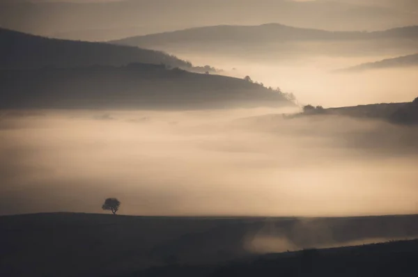 Baum Auf Hügel Nebliger Morgenlandschaft — Stockfoto