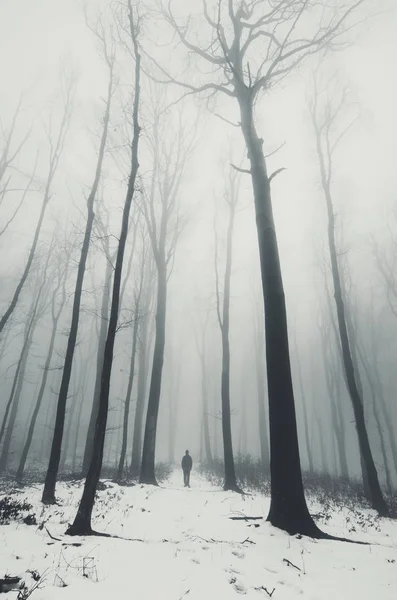 man walking on snowy forest path with old trees in fog