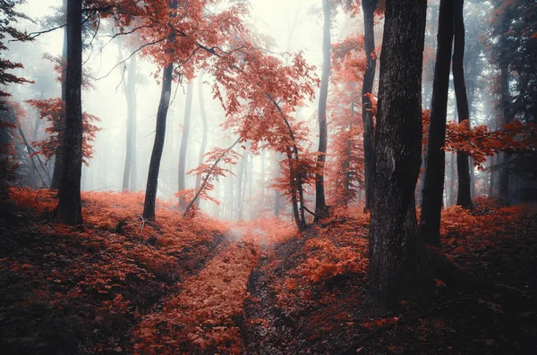 Paisaje Otoñal Surrealista Vívido Camino Forestal Árboles Niebla —  Fotos de Stock