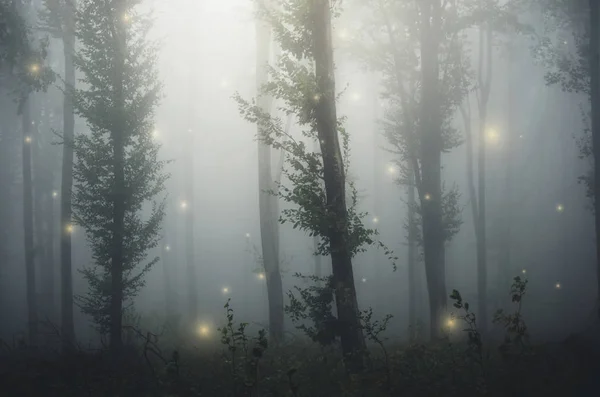 Paisagem Fantástica Floresta Surreral Nevoeiro Com Faíscas Mágicas — Fotografia de Stock