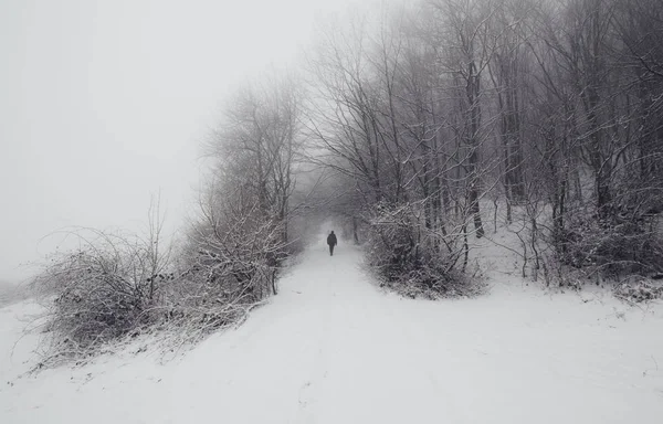 Paisagem Inverno Com Homem Caminhando Caminho Nevado Floresta Fantasia — Fotografia de Stock