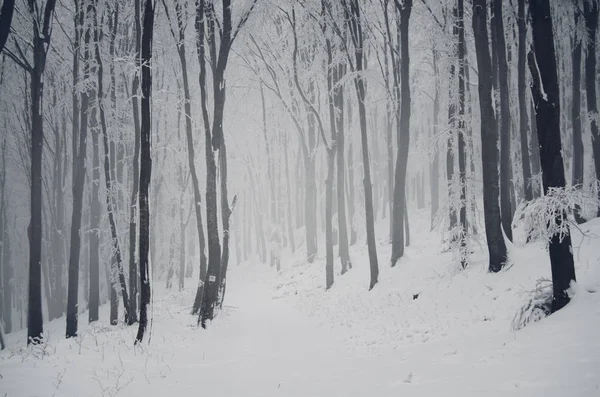 Floresta Caminho Coberto Neve Inverno Fantasia Paisagem — Fotografia de Stock