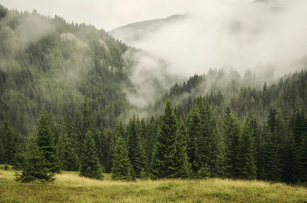 雾覆盖松树森林在绿色夏天山风景 — 图库照片