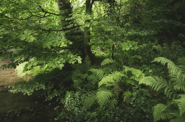 Kapradiny Bujné Vegetace Zeleném Lese — Stock fotografie