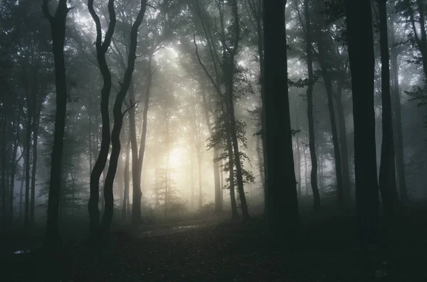 Luz Nascer Sol Floresta Nebulosa Paisagem Fantasia Com Árvores Bosques — Fotografia de Stock