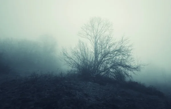 Baum Nebel Dunkle Natur Hintergrund — Stockfoto