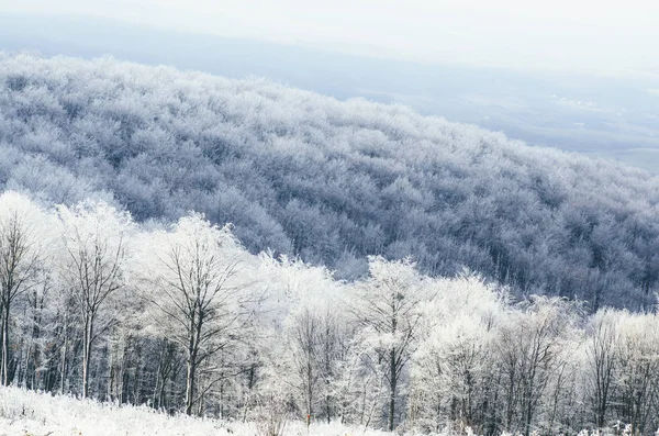 View Frozen Forest Winter Fantasy Landscape — Stock Photo, Image