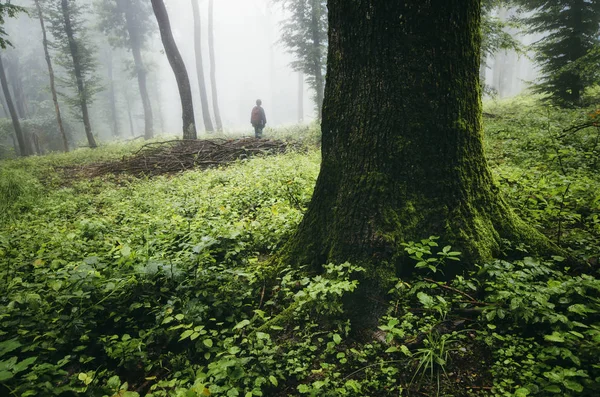 Silhouette Homme Forêt Verte Avec Vieux Arbres Une Végétation Verte — Photo
