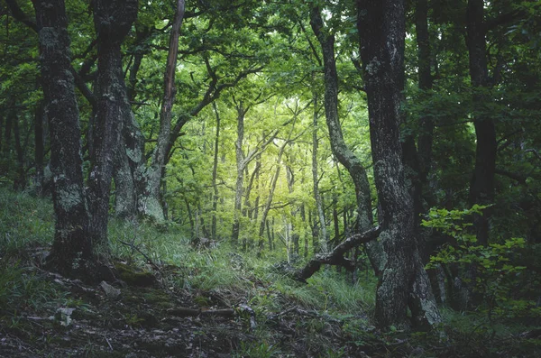 幻想的风景 绿色的森林与老树 — 图库照片