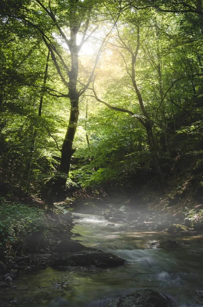 Słońce Świeciło Zielonym Lesie Krajobraz Naturalny Strumień — Zdjęcie stockowe