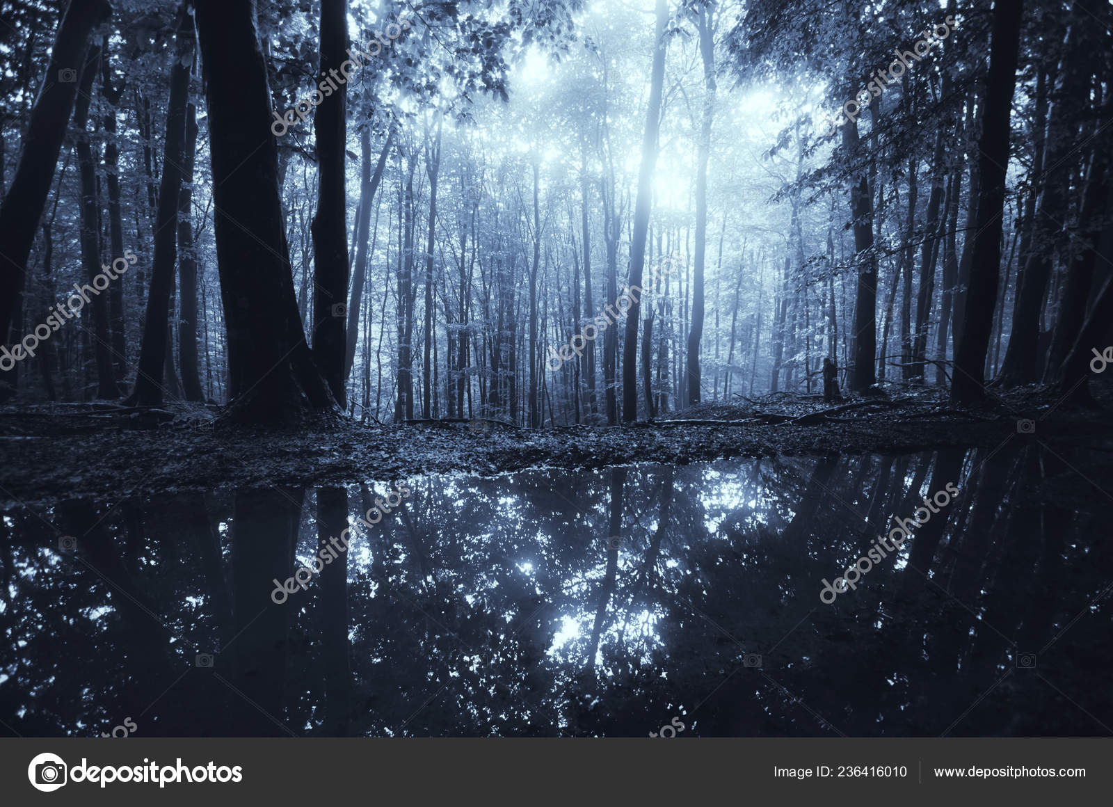 Fantasy Forest Background Magical Light Dark Woods — Stock Photo ©  photocosma #236416010, image size:1600x1160