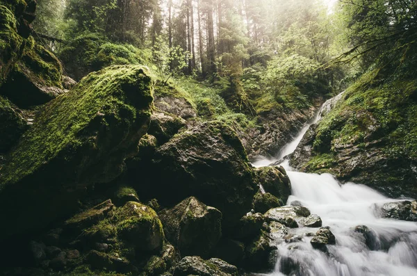 Foresta Fiume Scenario Naturale Con Piante Verdi — Foto Stock