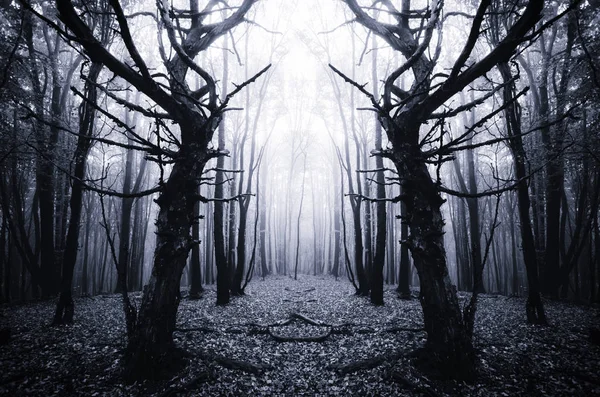 Árvores Velhas Assustadoras Floresta Escura — Fotografia de Stock