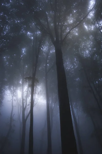 Arbres Dans Forêt Brumeuse — Photo