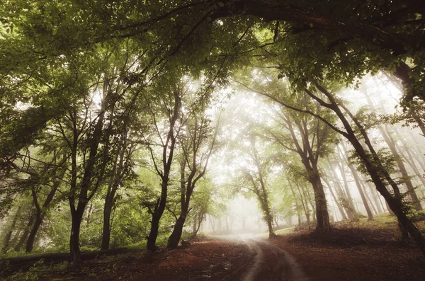 Natürliche Landschaft Mit Bäumen Nebel Und Bäumen Grünen Hintergrund — Stockfoto