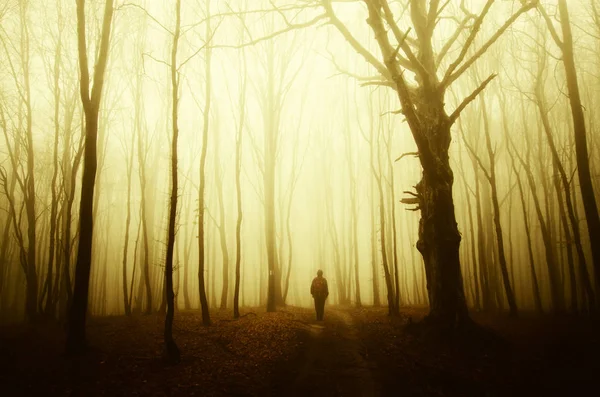 Человек Гуляющий Сюрреалистическом Осеннем Лесу Осеннем Закате — стоковое фото