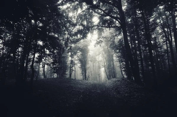 Dunkle Halloween Landschaft Mit Bäumen Nebel Und Waldweg — Stockfoto