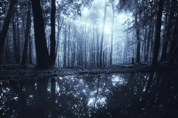 Фантазии Лесной Фон Волшебный Свет Темных Лесах — стоковое фото
