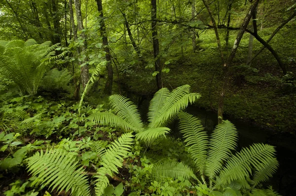 Природний Пейзаж Папоротями Зеленому Лісі — стокове фото