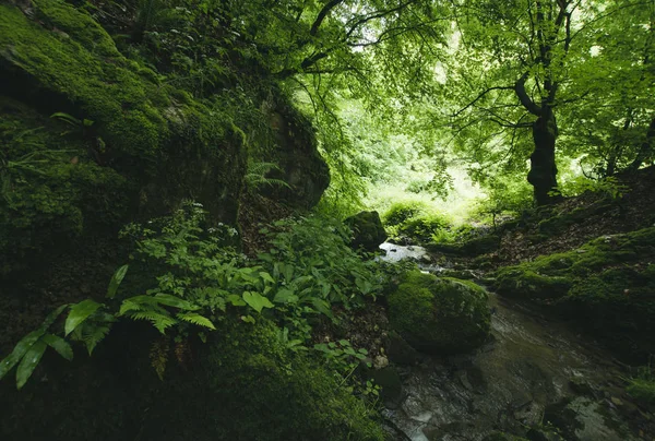 A moha és a buja növényzet, a zöld természetes erdei táj — Stock Fotó