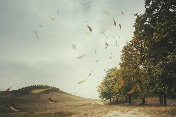 Bir ormanın kenarında rüzgarda yüzen yaprakları ile sonbahar manzara — Stok fotoğraf