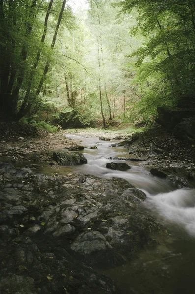 Woda, leśna rzeka i drzewa w naturalnym krajobrazie — Zdjęcie stockowe