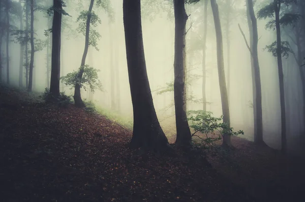 Morning light in foggy forest fantasy background — Stock Photo, Image