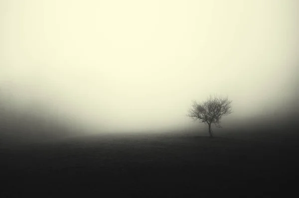 Scuro profilo minimale dell'albero del paesaggio nella nebbia — Foto Stock