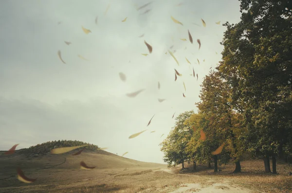 Paisaje otoñal con hojas flotando en el viento en el borde de un bosque — Foto de Stock