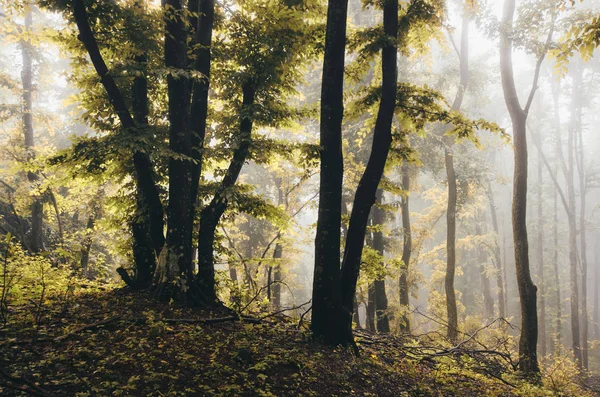 Alberi colorati in boschi nebbiosi. Giorno piovoso paesaggio autunnale — Foto Stock