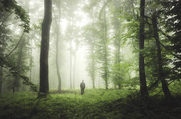 Homem na floresta verde com nevoeiro — Fotografia de Stock