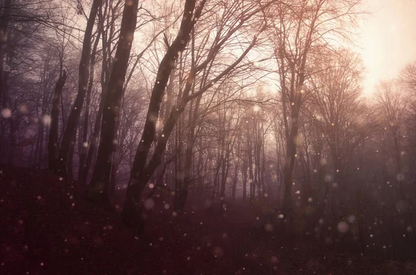 Волшебные блески в фантастическом лесу на закате — стоковое фото