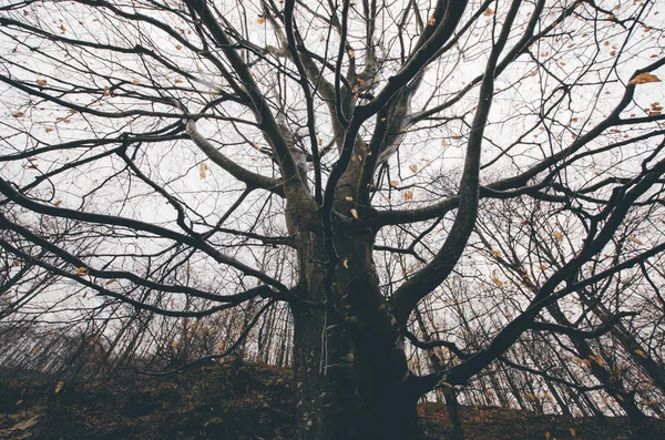 Branches d'arbres dans les bois sombres paysages — Photo