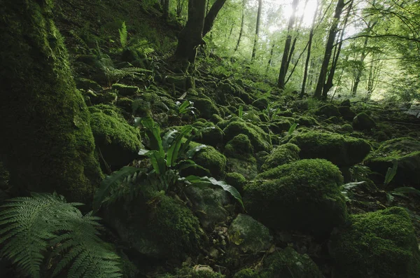 Mos en weelderige vegetatie in groene natuurlijke bossen — Stockfoto