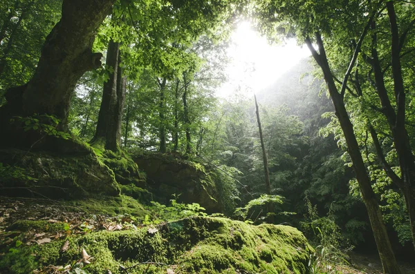 Paysage estival avec soleil brillant dans les bois verts avec de vieux arbres et de la mousse — Photo