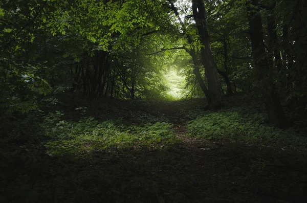 Koyu yeşil orman yolu, fantezi manzara — Stok fotoğraf