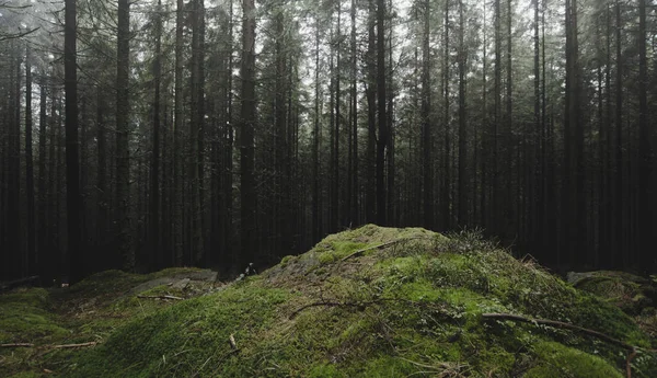 Verde nebbioso pino foresta sfondo scuro — Foto Stock