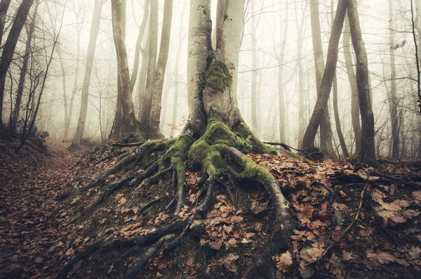 Raíces de árboles en el paisaje de bosque brumoso —  Fotos de Stock