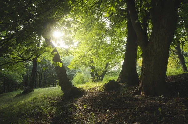 Πράσινο καλοκαίρι φυσικό τοπίο με τον ήλιο και τα δέντρα — Φωτογραφία Αρχείου