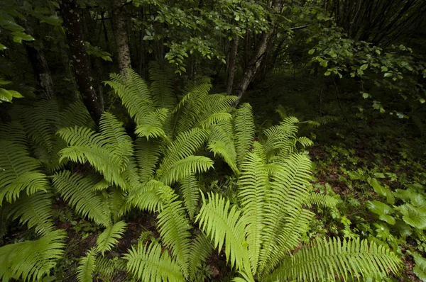 Groene varens op bos grond op regenachtige lente dag — Stockfoto